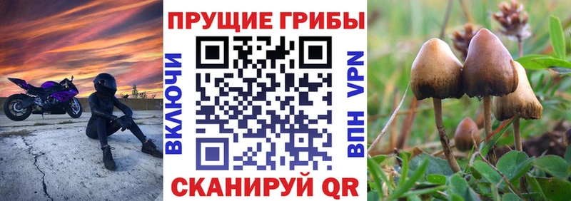 Псилоцибиновые грибы прущие грибы  даркнет сайт  Кемь 